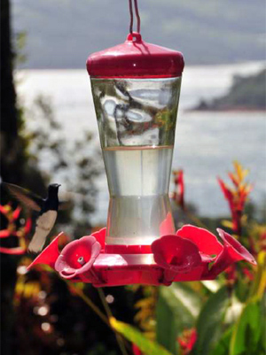 Feeders as well as flowering plants bring a amazing number of birds to the home, not just hummingbirds but a amny other colorful birds. 