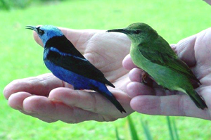 The owner carries outside a pair of honeycreepers that had entered the home.