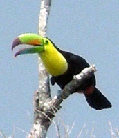 A visiting toucan.