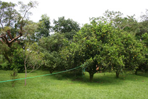 The lot contains some nice fruit trees.