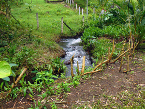 The healthy stream on the north side of the property in part forms the border but in part is within the property.