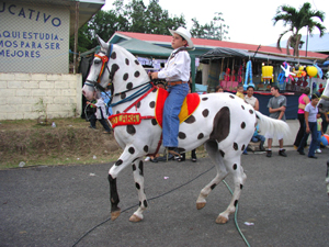 A boy prepares to showcase his painted horse's gaits in the bullring. 