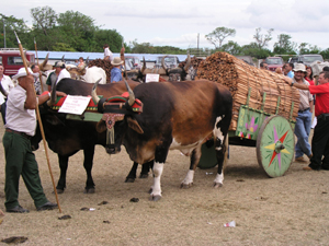 Each spring the village has a week-long fair dedicated to the powerful working oxen, whose owners display intricately painted carts. 