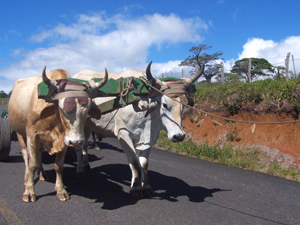 A working team of oxen used the paved highway to Tierras Morenas.