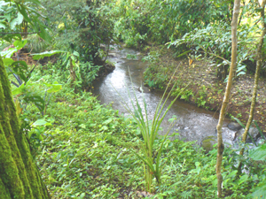 A pretty year-round stream borders the long north side of the property.