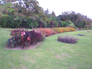 Lush landscaping backed by jungle.