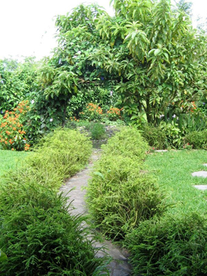 A walking and meditation path leads to and within the new jungle. 