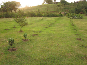 A new orchard of coffee bushes. 