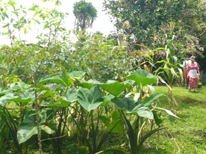 The wide yard on the east side of the house has many trees and plants. 