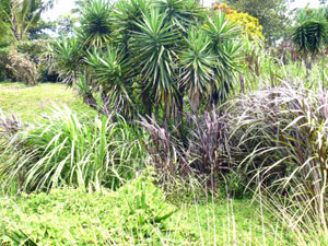 The lot could be nicely landscaped with fruit and indigenous trees. 