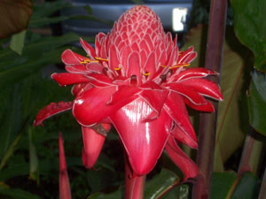 Exotic and colorful flowers are everywhere around the home.