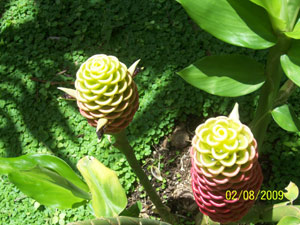 Another exotic plant.