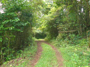 The lane is a long, gently sloped and pleasing path to the water.