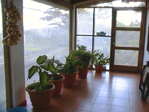 A second patio is screened and decorated with many large tropical plants.