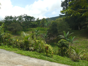 The terrain above the house is pretty tree-bordered valley pasture below the level of the house.