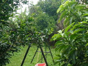 The back yard is a pleasant space with lawn and trees.