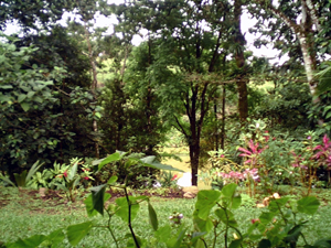 The view through the trees reveals  lovely neighboring pond.