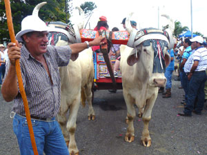 An oxcart driver (boyero) leads in team in the oxen parade at the annual Tierras Morenas 4-day fair.