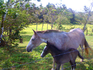 Beyond the two horses, which are included in the price stands the acre of old growth forest. 