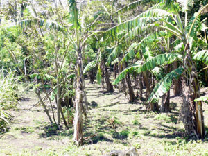 A banana grove occupies a black-earthed corner of the acreage. 