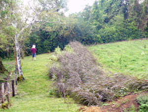 A toddler rides on her father's shoulders as they pass purple cow grass and an area planted with many new trees and bushes. 