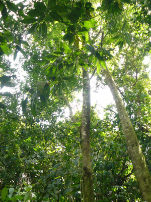 The thick old-growth forest is home to capuchin as well as howler monkeys. 