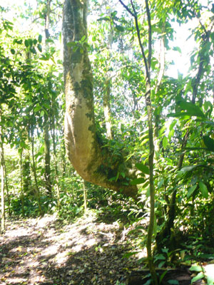 a trail leads past a massive unique tree.