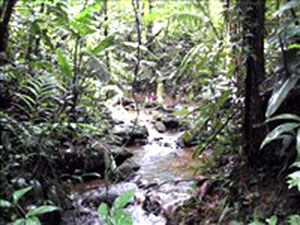 View of one of the three streams.