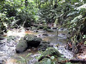 Another view of one of the three streams.