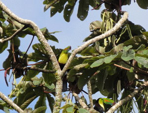 Though in town, the mature landscaping hosts much wildlife, particularly colorful birds such as these toucans. 