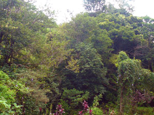 The forest that crowns the curving steep hillside on the other side of the stream is a habitat for the famous howler monkeys of Costa Rica.