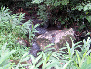 The bordering year-round stream has a small rocky waterful.