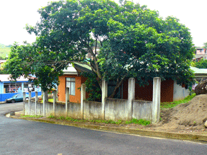 The house is shaded by a huge tree. Across the street is the neighborhood grocery.