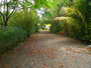 A pretty driveway leads from the gate on the paved Sabalito road.