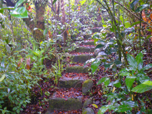 The owner has made a trail through the thick forest on his acreage.