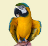 Ichiban, the macaw