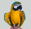 Ichiban the macaw accompanies the 17-acre property.