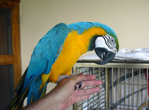 Ichiban, the macaw, can't be taken back to his home in Florida and so may be bought with the property or separately.