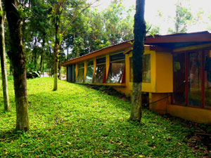 The back of the house also is filled with large windows and glass doors leading to the back yard grove of trees.