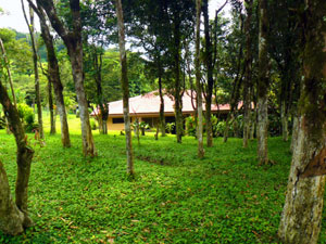 Through the wide grove of trees, the house has a pleasant aspect.