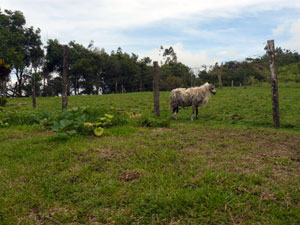 Sloping pasture and scattered woods are on the hillside aboe the home.