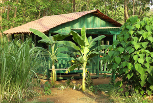 Growth of fruit trees can be seen in the latest photo of the well house.