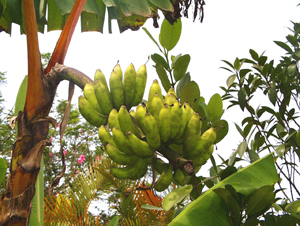 A hefty stem of quadrados, a form of banana, is ready for harvesting.