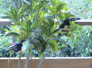 Aracaris such as these are among the many types of birds flourishing in the area. 