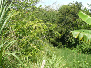 On one side of the property is a forested gully with a stream.