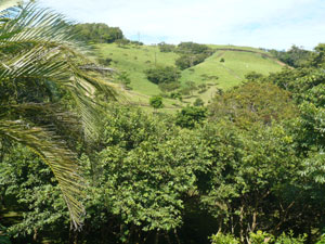 The Tejona hills rise beyond the property's woods.