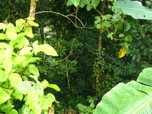 Behind a part of the property the rainforest shelters a stream in a deep quebrada.