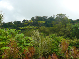 A thick rain forest covers hills and valleys behind the buildings, a significant  part of it on finca property.