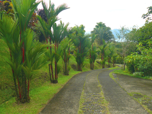 A row of red-trunked palms borders the property beside the road up the the gate.