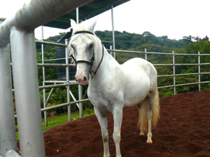 Safido, who name in English is Saphire, approaches her visitors.